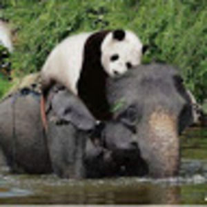 Meet your Posher, Brunella